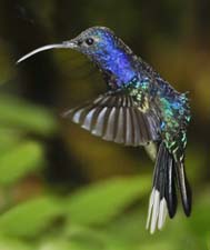Violet Sabrewing 4U5B1657