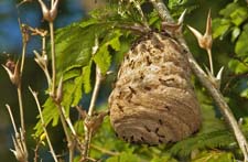 Wasp Nest 4U5B2676