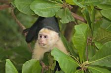 White-faced Capuchin 4U5B2774