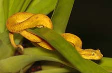 Yellow Eyelash Viper 4U5B0731