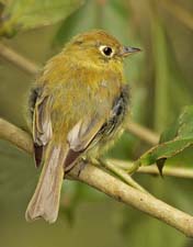 Yellow billed Flycatcher 4U5B3977