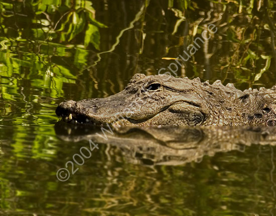 American-Alligator-4442