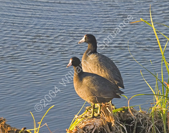 American-Coot-4549
