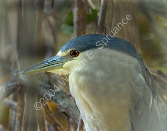 Black-crowned-Night-Heron-4488