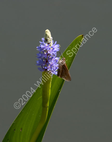 Brown-Moth-4441