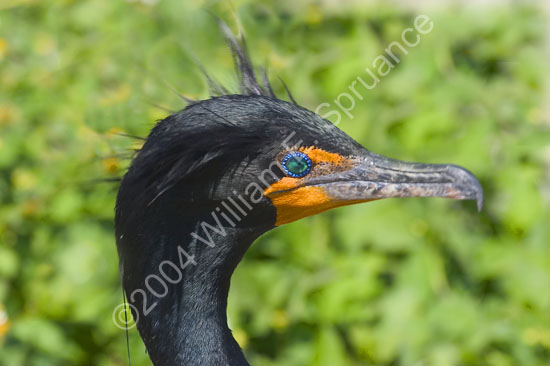 Cormorant-4450