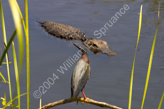 Green-Heron-4461
