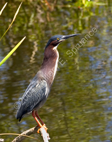 Green-Heron-4464