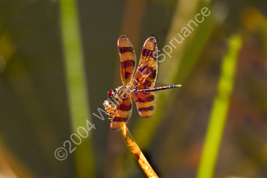Halloween-Pennant-4471
