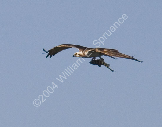 Osprey-4523