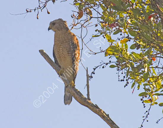 Red-Shouldered-Hawk-4505