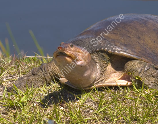 Softshell-Turtle-4453