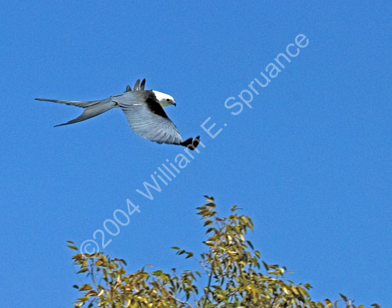 Swallow-Tailed-Kite-4473