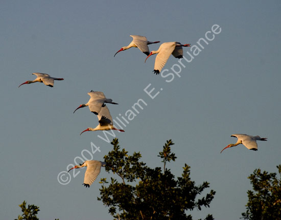 White-Ibises-4551