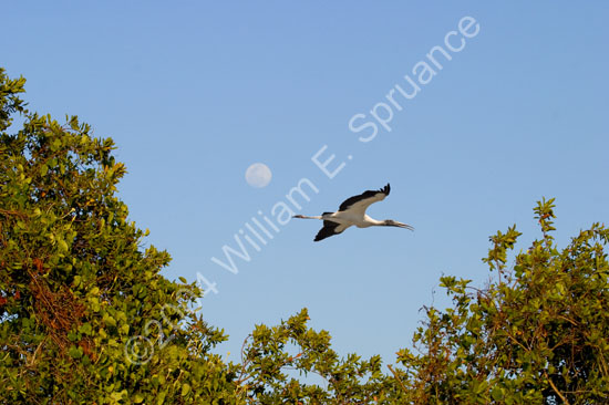 Wood-Stork-4550