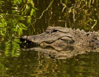 American-Alligator-4442