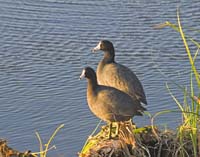 American-Coot-4549