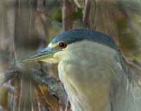 Black-crowned-Night-Heron-4488