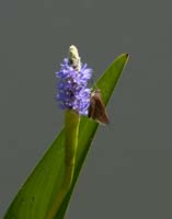 Brown-Moth-4441