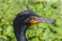 Cormorant-4450