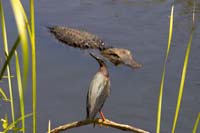Green-Heron-4461