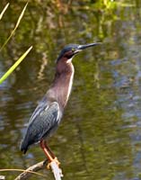 Green-Heron-4464