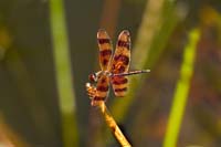 Halloween-Pennant-4471