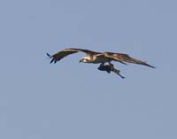 Osprey-4523