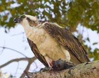 Osprey-4553