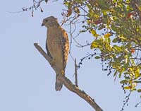 Red-Shouldered-Hawk-4505