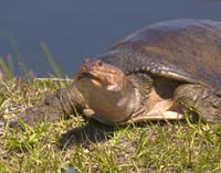 Softshell-Turtle-4453