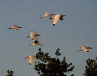 White-Ibises-4551