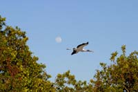 Wood-Stork-4550
