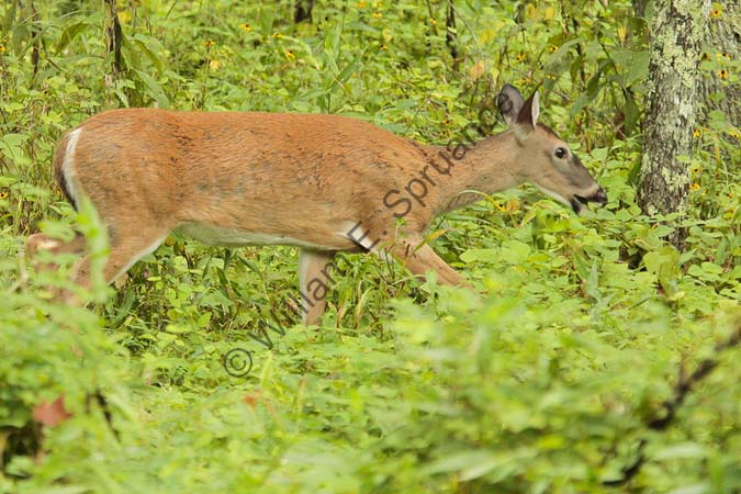 Cades-Cove-Deer-U5B4277