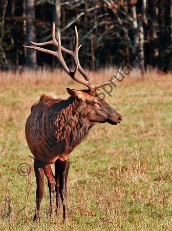 Catalooshee-Elk-3U5B5348