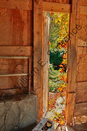 Door-Vine-3U5B5107