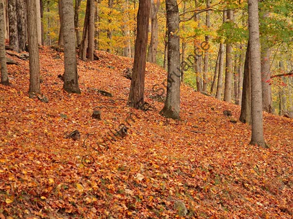 Leaf-Carpet-3U5B4987