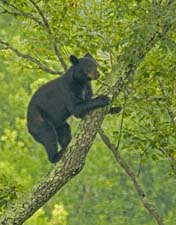 Cades-Cove-Bear-3U5B4293