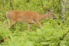 Cades-Cove-Deer-U5B4277