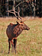 Catalooshee-Elk-3U5B5348