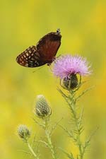 Cove-Butterfly-3U5B4285