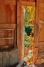 Door-Vine-3U5B5107
