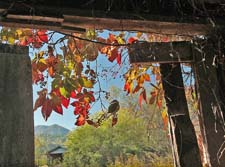 Fall-View
