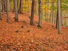 Leaf-Carpet-3U5B4987