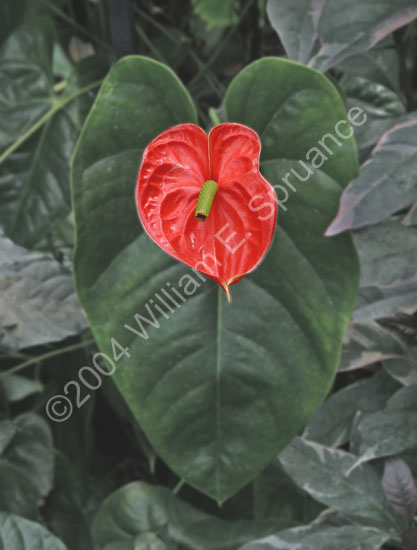 Anthurium-2270
