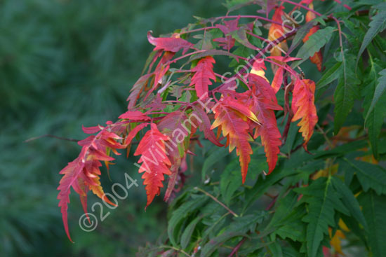 Autum-2308