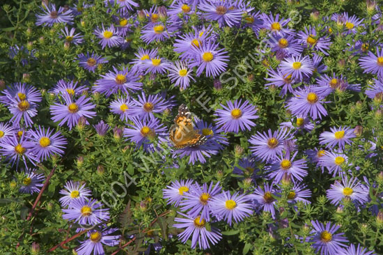 Blue-Daisy-2303
