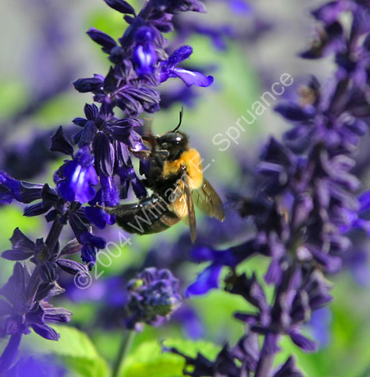 Bumble-Bee-2311