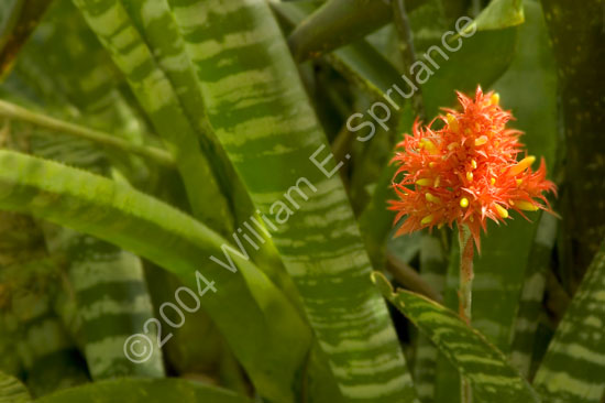 Fire-Plant-2278