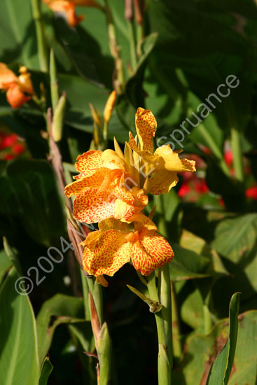 Golden-Snap-Dragon-2310